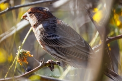 20260131-_V6A4344-Topaz