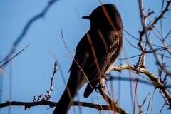 20260131-_V6A4350-Topaz
