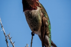 20260131-_V6A4357-Topaz