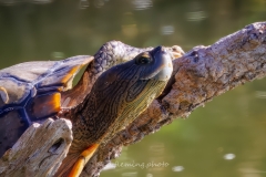 20260131-_V6A4369-2-Topaz