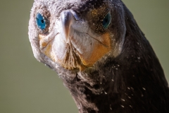 20260131-_V6A4413-Topaz