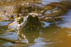 20260131-_V6A4431-Topaz