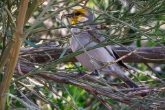 20260131-_V6A4480-2-Topaz
