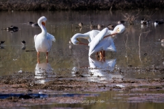 20260131-_V6A4514-Topaz
