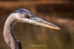 20260131-_V6A4547-Topaz