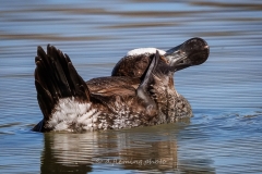 20260131-_V6A4555-Topaz