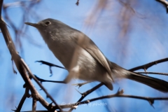 20260131-_V6A4574-Topaz